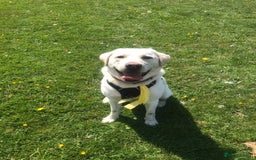 Labrador Retriever dogs for sale: Friendly Lab looking for loving new home - Image 3