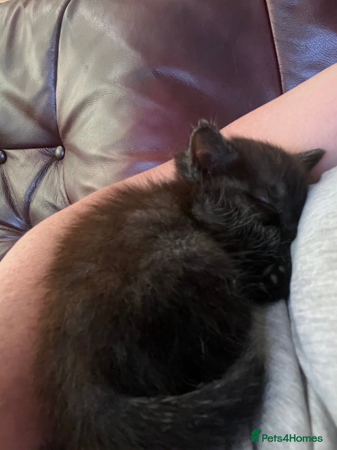 Ragdoll cats for sale: Ragdoll x tortoise shell kittens - Image 4