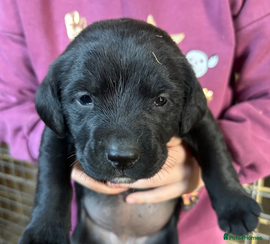 Springador dogs for sale: Beautiful Black Springador puppies for sale. in Okehampton - Advert 8