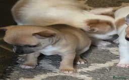Chihuahua dogs for sale: Chihauhau puppies ready early November - Image 8