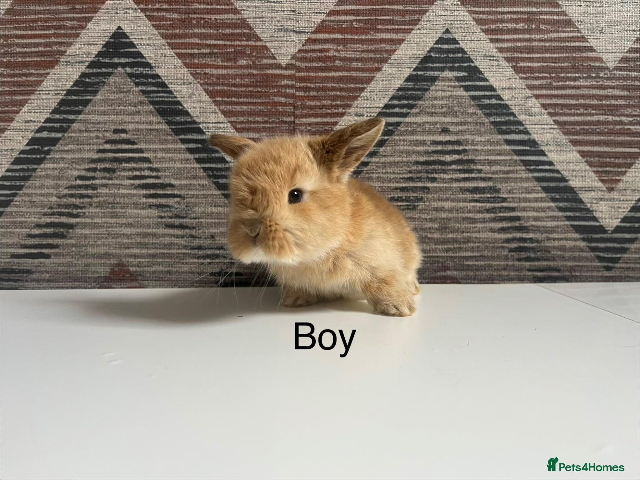 Mini Lop rabbits Mini  lops and mini double maned lionheads - Advert 2