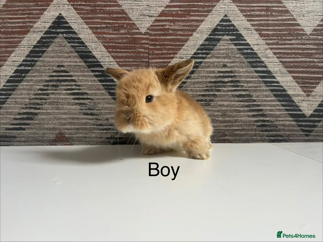 Mini Lop rabbits for sale: Mini  lops and mini double maned lionheads - Advert 2