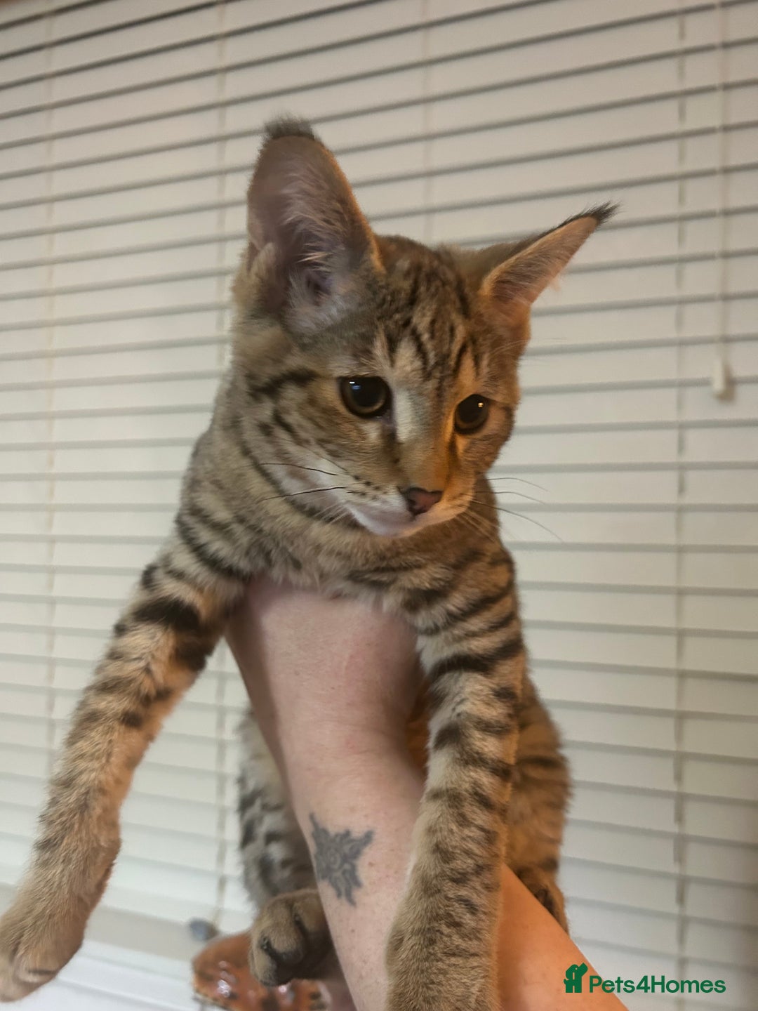 Savannah cats for sale: F2 Savannah  - Advert 3