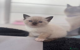 Ragdoll cats for sale: Beautiful Ragdoll kittens open to reasonable offer - Image 26