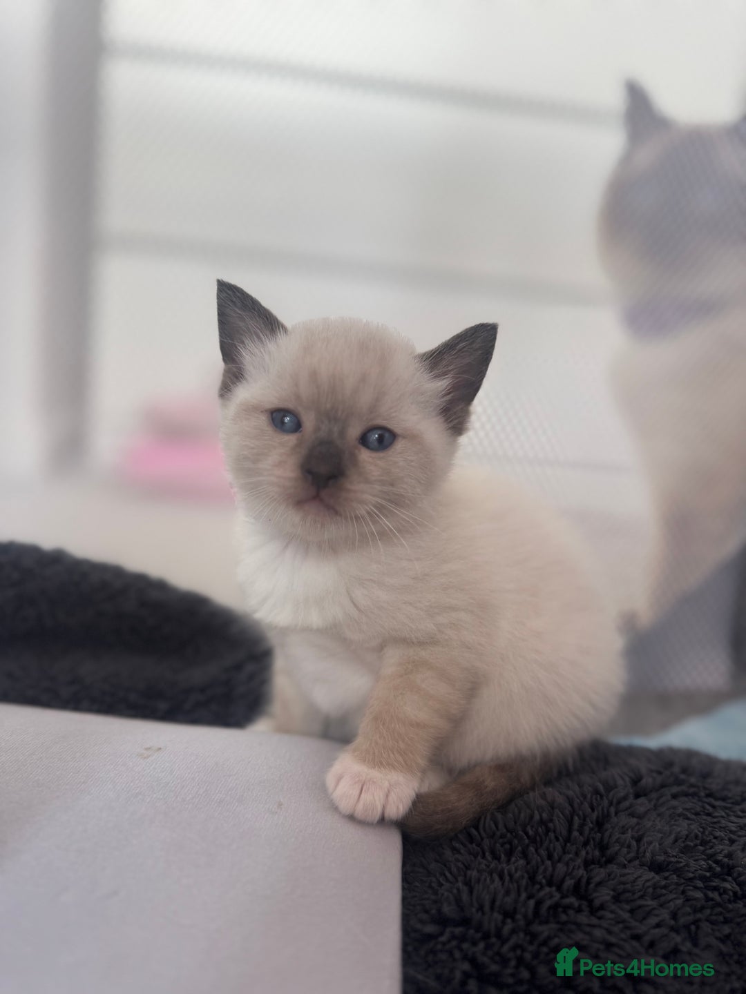 Ragdoll cats for sale: Beautiful Ragdoll kittens open to reasonable offer - Image 26