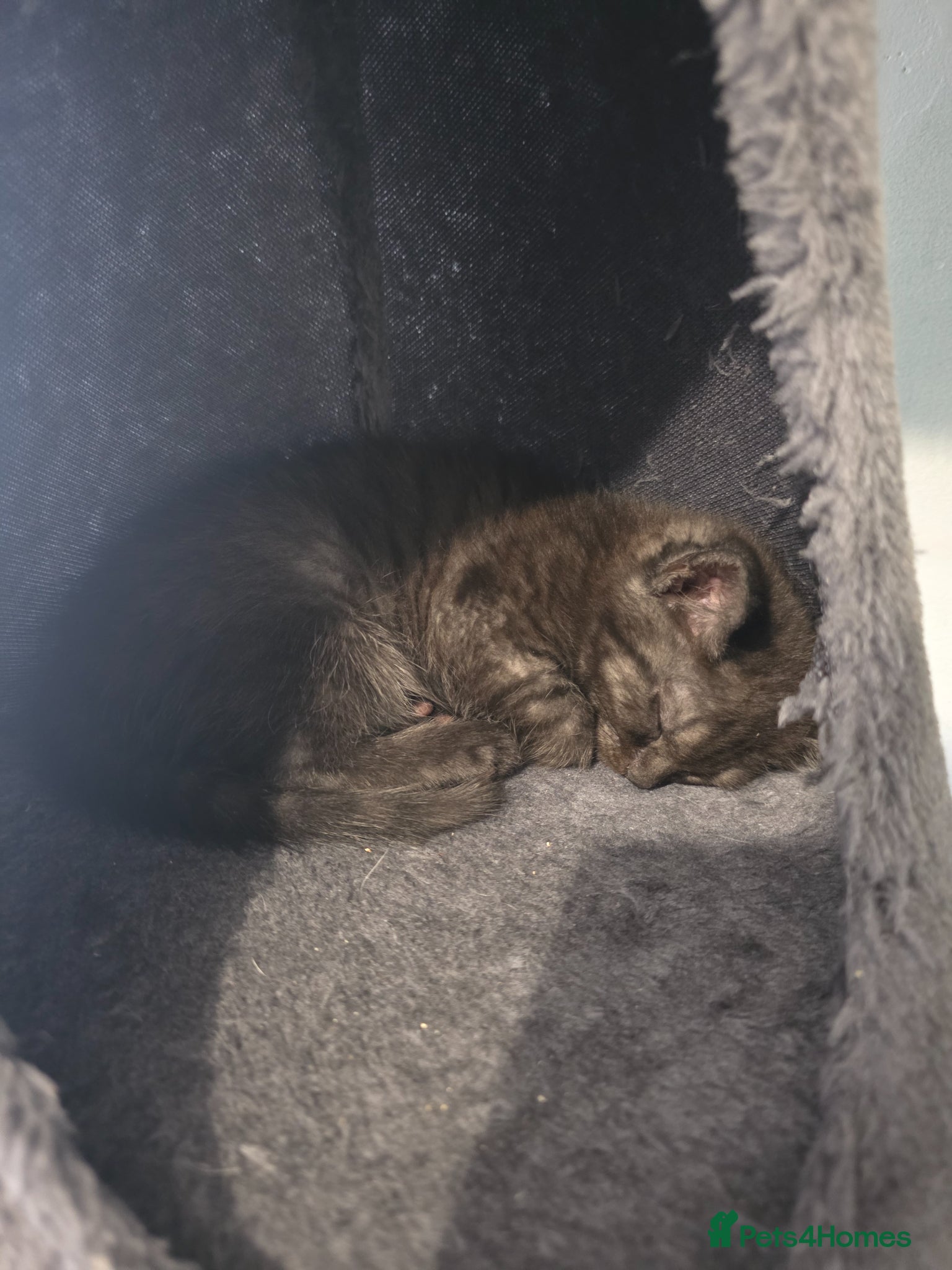 Turkish Angora Kitten 3