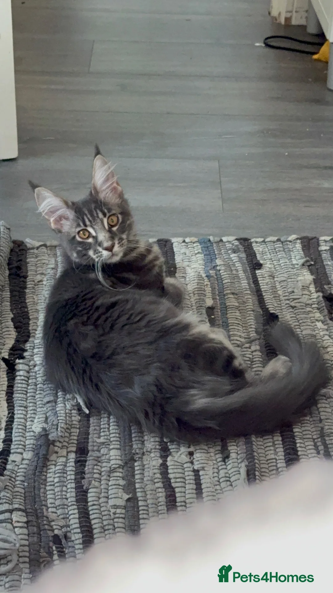 Maine Coon cats for sale: ACTIVE GCCF MAINE COON KITTENS 🐾❤️ - Advert 2