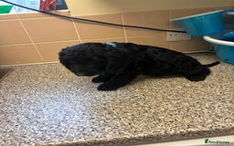 Mixed Breed dogs for sale: Sproodles - Image 3