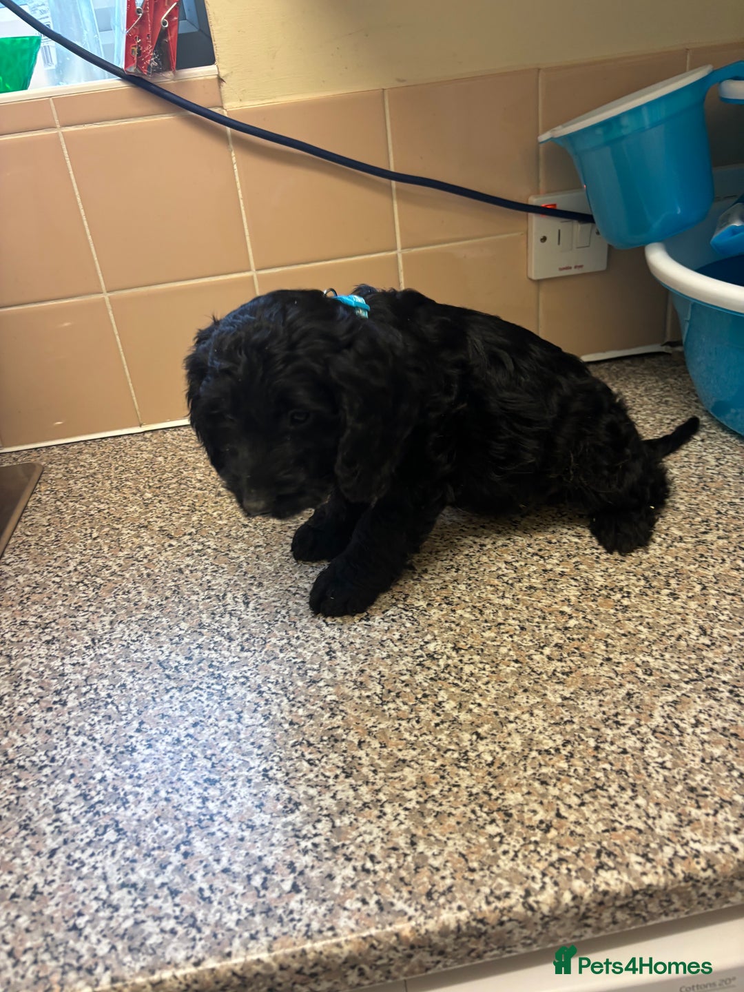 Mixed Breed dogs for sale: Sproodles - Image 3