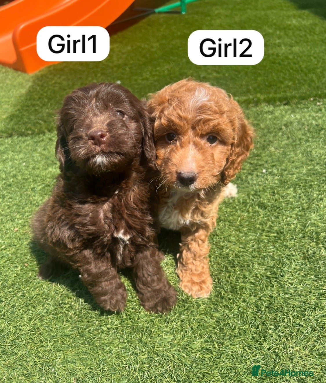 Cockapoo dogs Cockapoo puppies - Advert 3