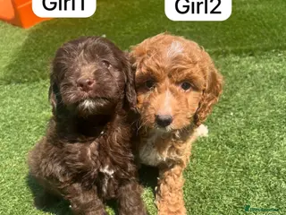 Cockapoo dogs Cockapoo puppies - Advert 3