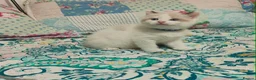 Ragdoll cats for sale: Give Your Heart a Friend-Beautiful Ragdoll Kittens - Advert 16