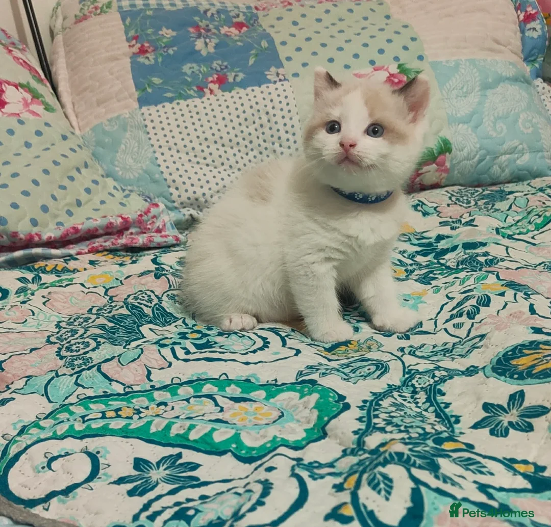 Ragdoll cats for sale: Give Your Heart a Friend-Beautiful Ragdoll Kittens - Advert 16
