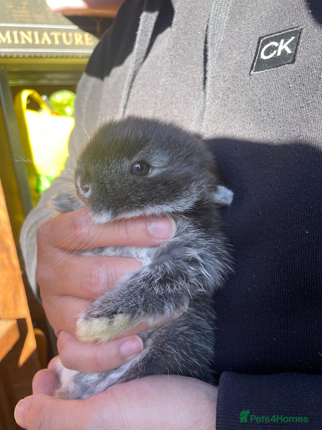 Mini Lop rabbits for sale: Healthy lovely bunny  - Image 5