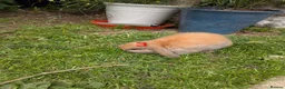 Mini Lop rabbits for sale: Mini Lip Bunnies in Sheffield - Advert 5