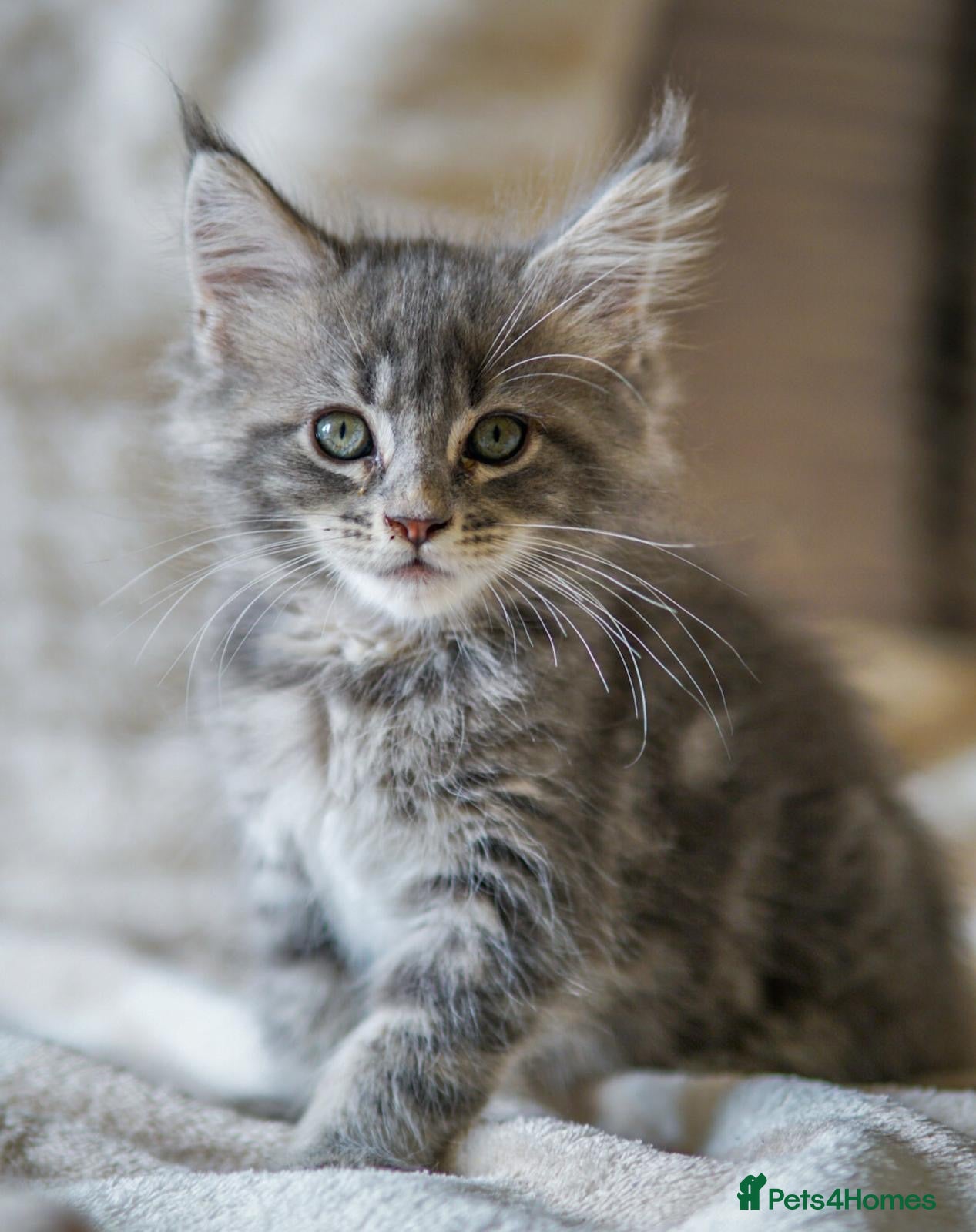 Maine Coon cats Reduced full breed Mainecoon kittens ready now  - Advert 5