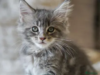 Maine Coon cats Reduced full breed Mainecoon kittens ready now - Advert 5