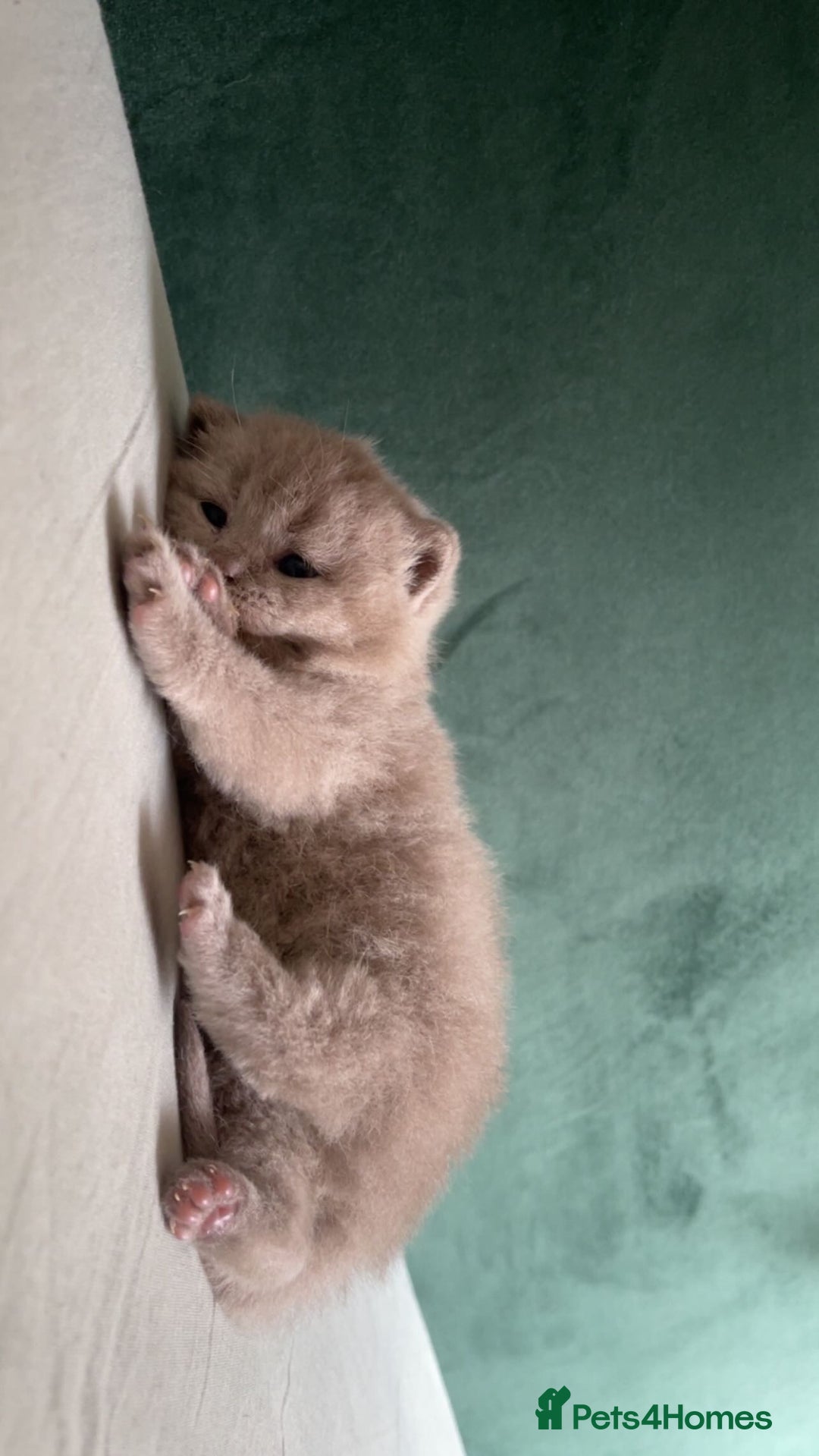 British Shorthair cats for sale: British shorthair Kittens - Image 6