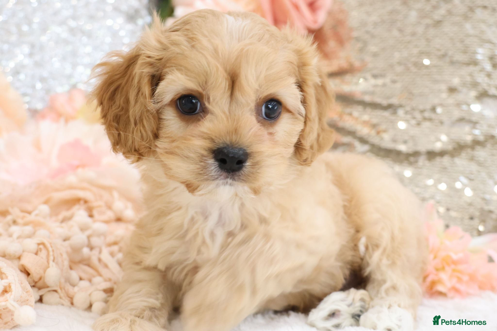 Cavapoo dogs *HEALTH TESTED*  F1 Cavapoos - Advert 2