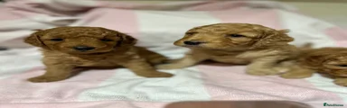 Cockapoo 3
