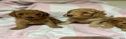 Cockapoo dogs for sale: Stunning Cockapoo Pups Health Tested Parents - Advert 5