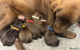 Labrador Retriever dogs for sale: Kennel Club Reg Chocolate Labrador puppies  - Image 3
