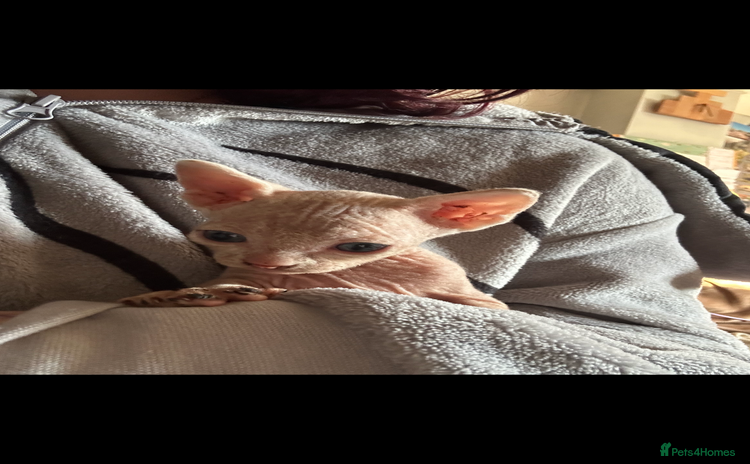 Sphynx cats - Advert 1