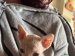 Sphynx cats - Advert 35