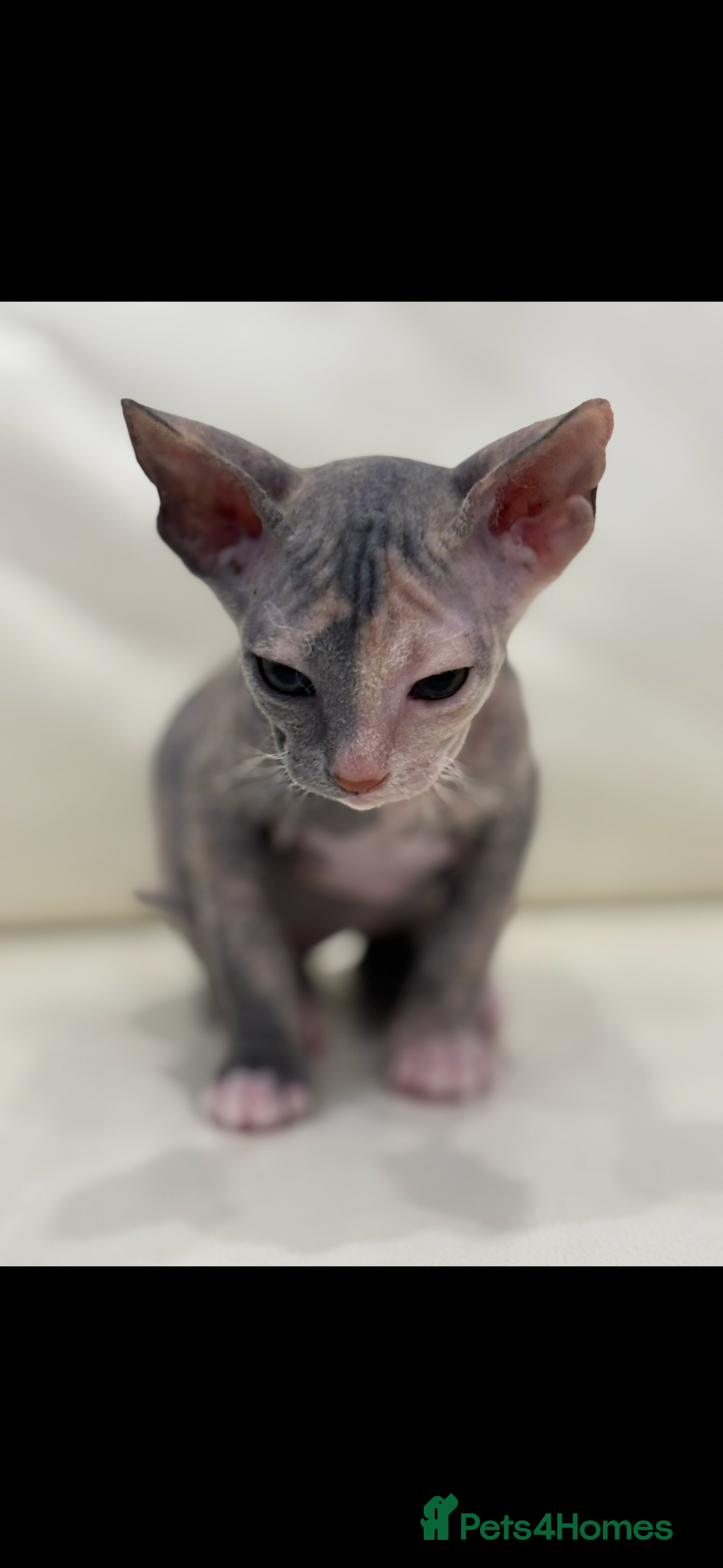 Sphynx cats for sale: Donskoy - Advert 34