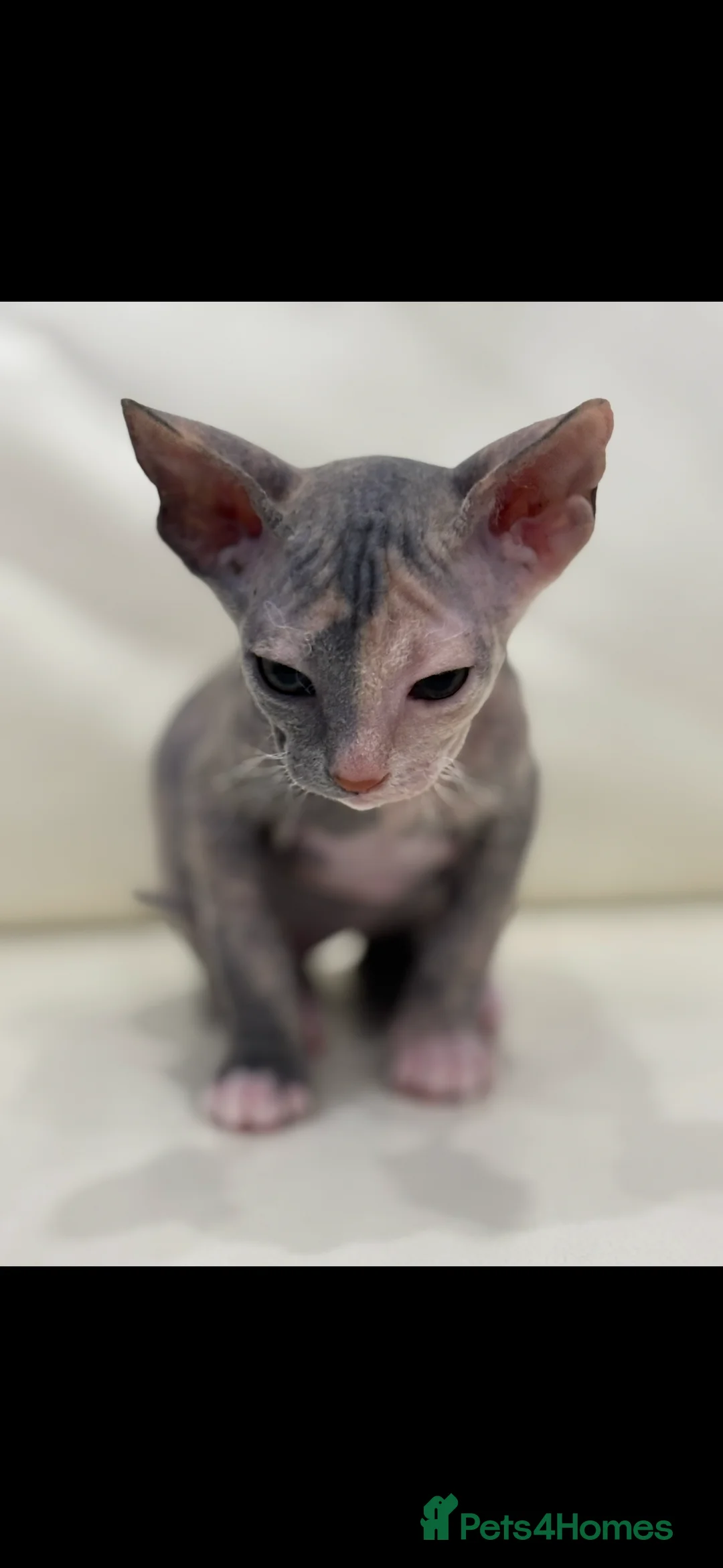 Sphynx cats for sale: Donskoy - Advert 34