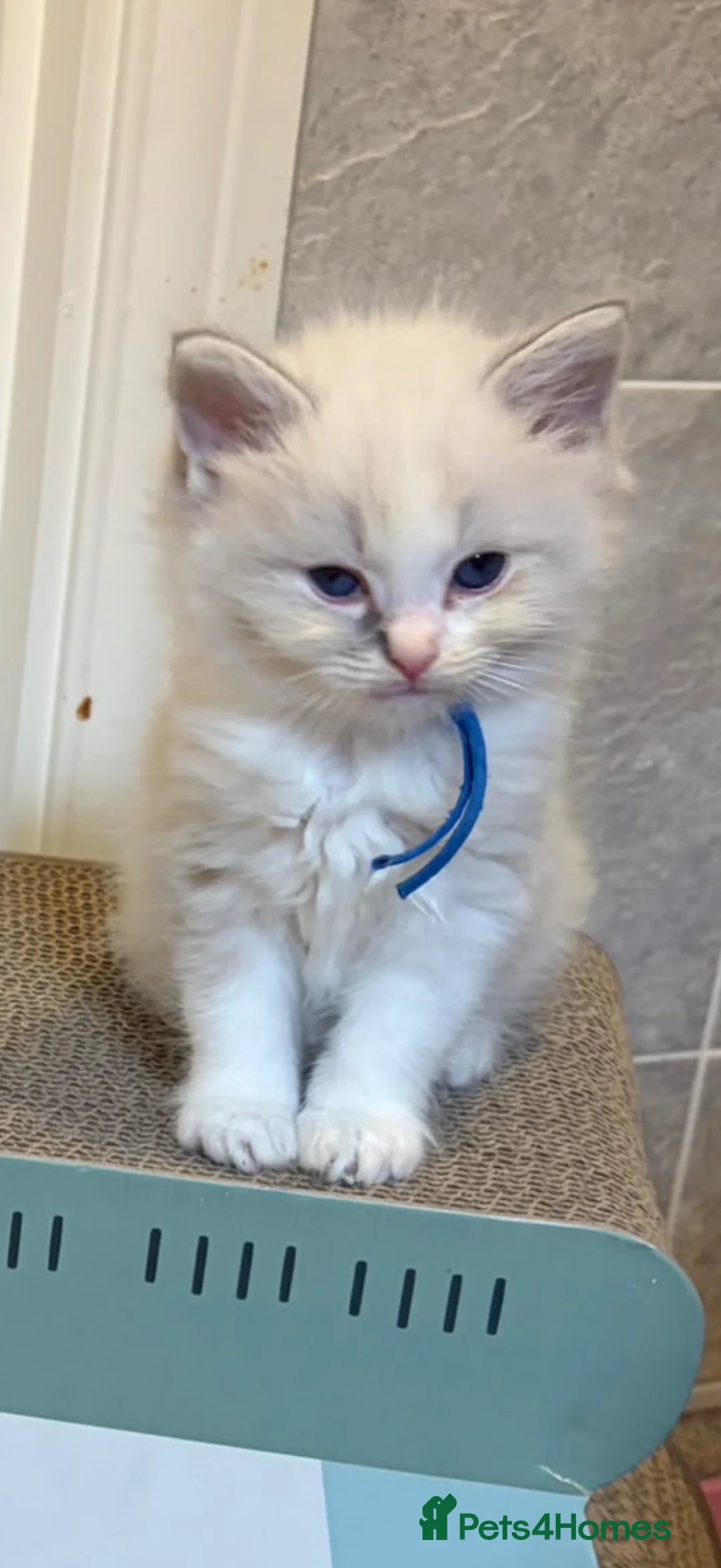 Ragdoll cats for sale: Gorgeous Ragdoll Kittens - Advert 9