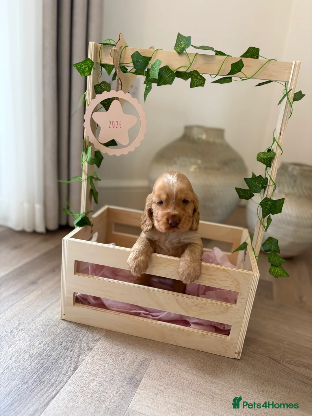 Cocker Spaniel dogs for sale: Show type cocker spaniels KC  - Advert 2