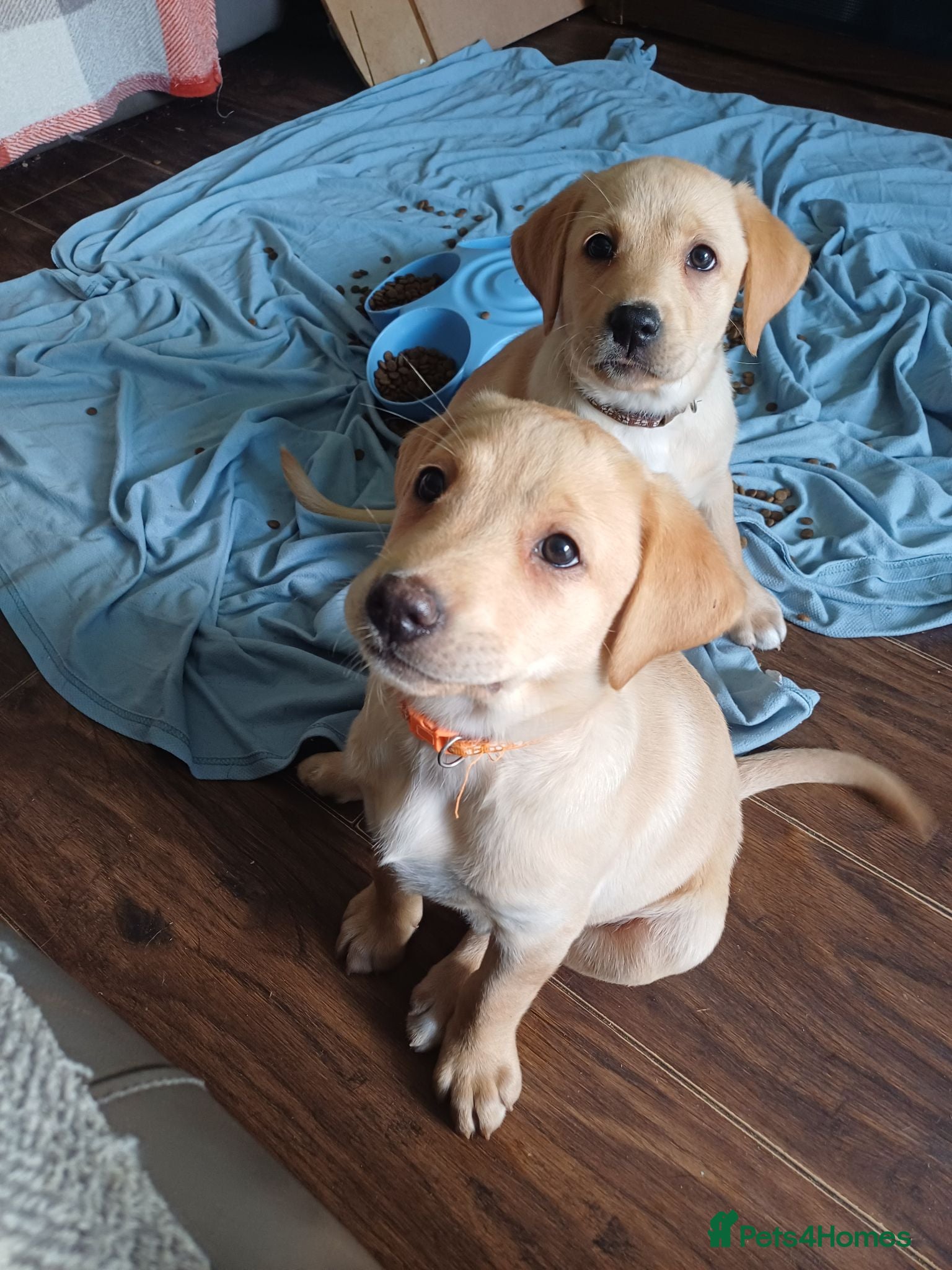 Labrador Retriever dogs *READY FOR THEIR FOREVER HOMES*  - Advert 1