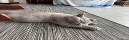 British Shorthair cats for sale: 💜 Lilac BSH Boys – Ready for Their Forever Homes in Dartford - Advert 32