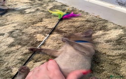 Burmese cats for sale: Burmese Kittens For Sale - Advert 19