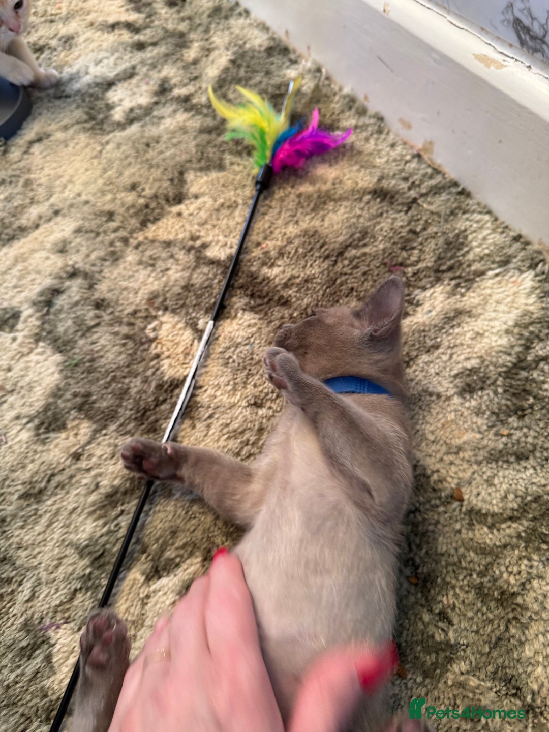 Burmese cats for sale: Burmese Kittens For Sale - Advert 19