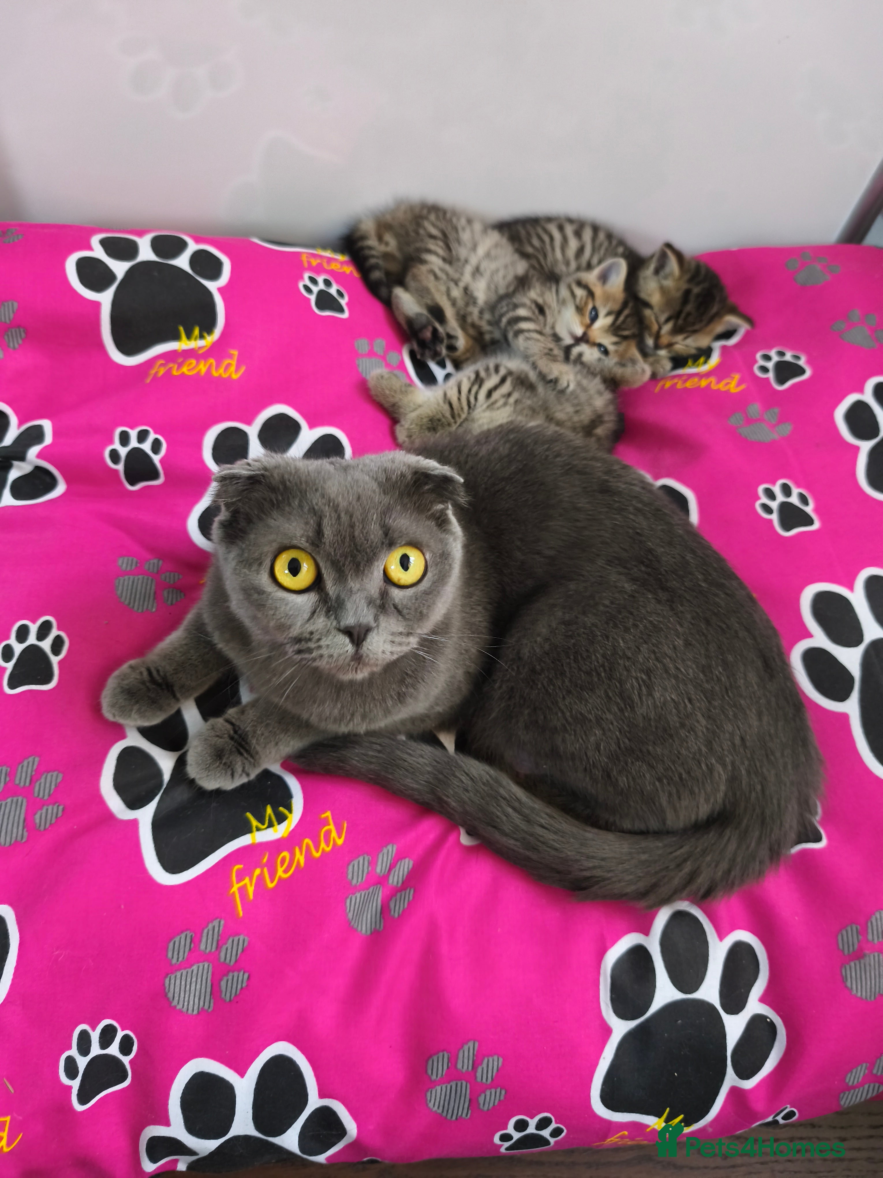 Scottish Fold cats Scottish fold-straight tabby kittens - Advert 5