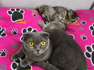 Scottish Fold cats Scottish fold-straight tabby kittens - Advert 4