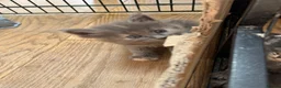 Ragcoon cats for sale: Fluffy Ragcoon kittens - Advert 6