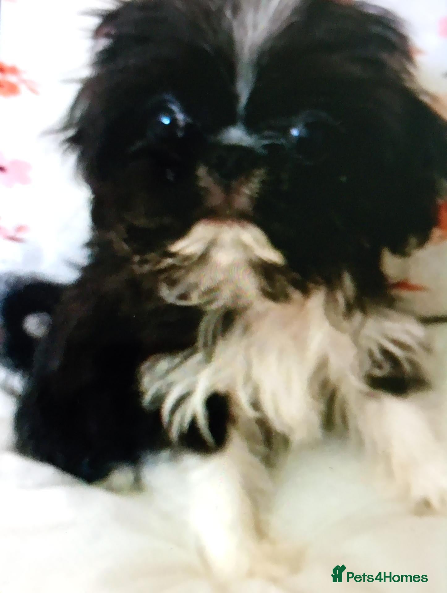 Mixed Breed dogs Gorgeous litter of pugzu male puppies  - Advert 9
