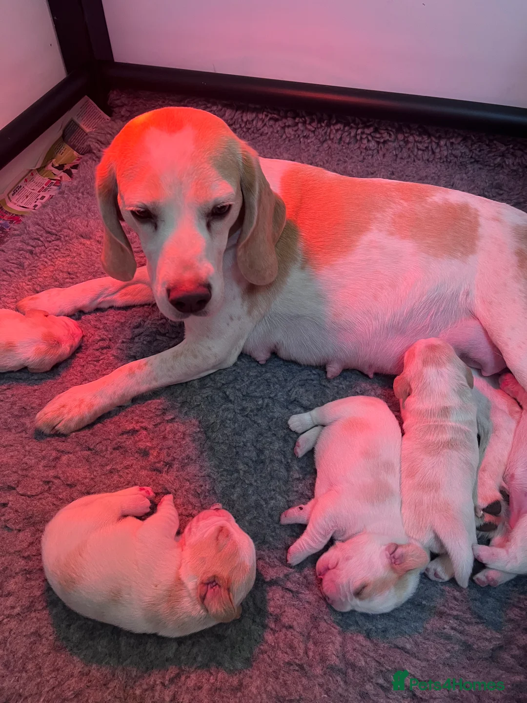 Beagle dogs for sale: 2x Female Beagle Puppies available - Advert 5