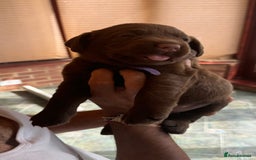 Labrador Retriever dogs for sale: beautyfull labrador pups - Image 16