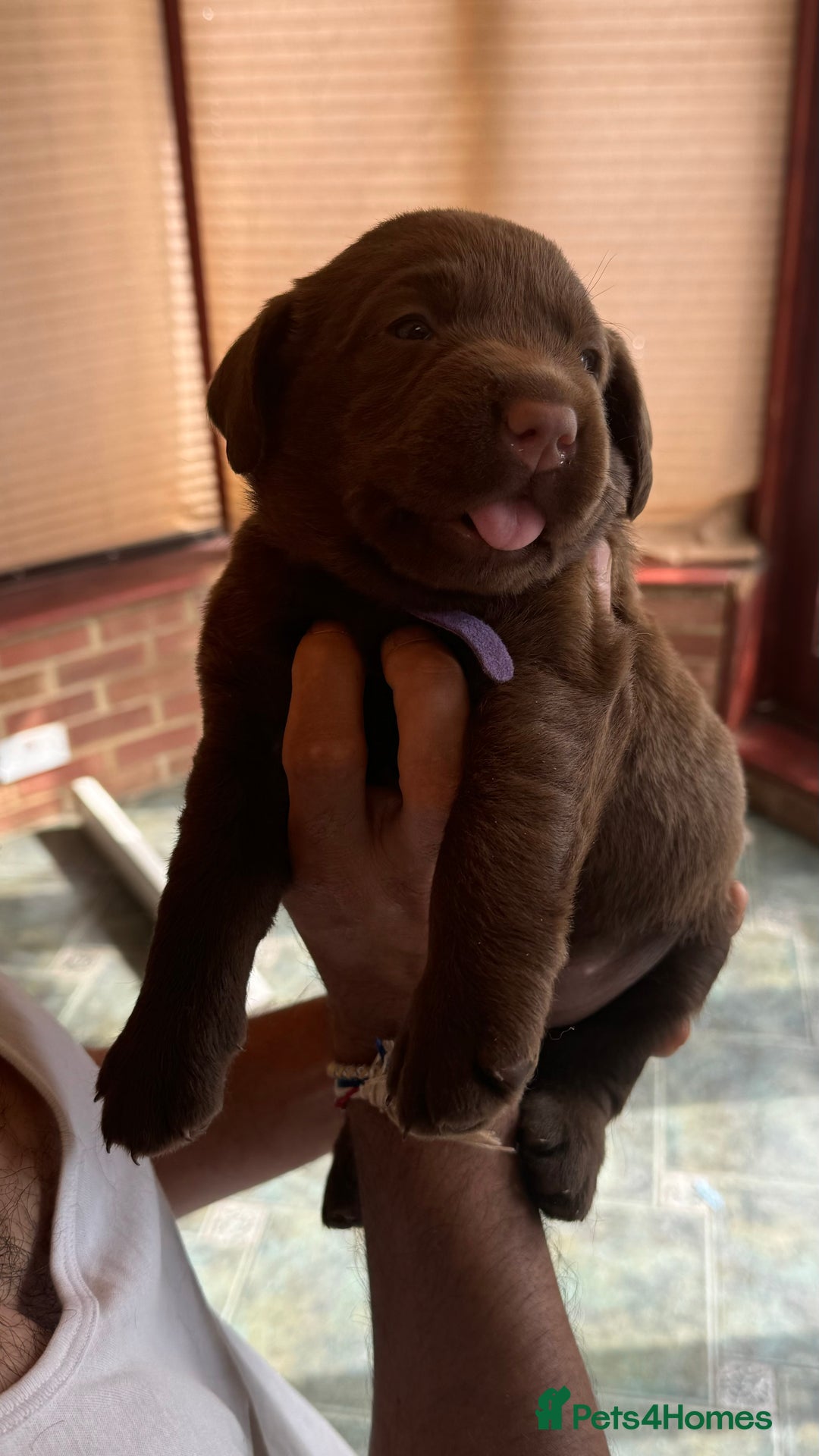 Labrador Retriever dogs for sale: beautyfull labrador pups - Image 16