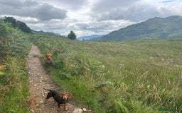 Dachshund dogs for sale: Dachshund Pups need new home - Image 3