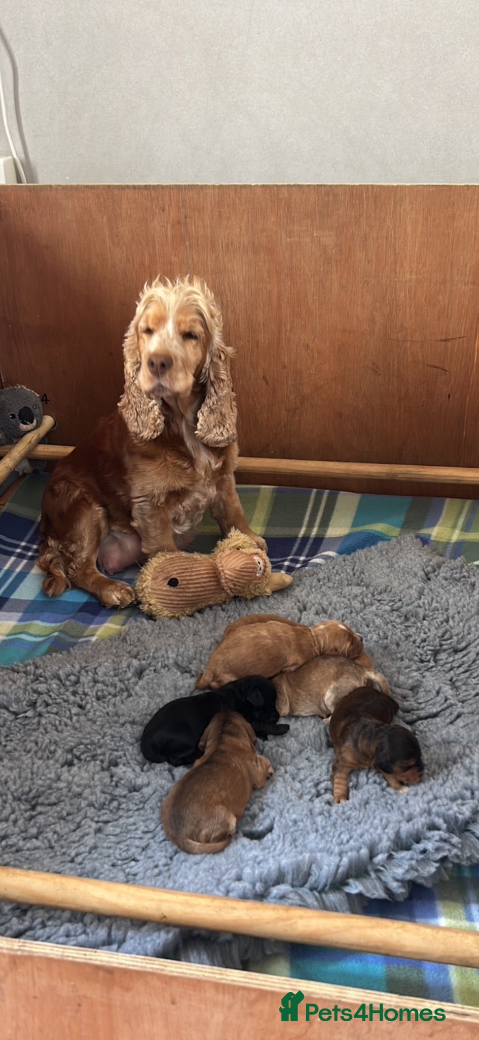 Cockapoo dogs Cockapoo F1 super sweet girl pup  - Advert 2