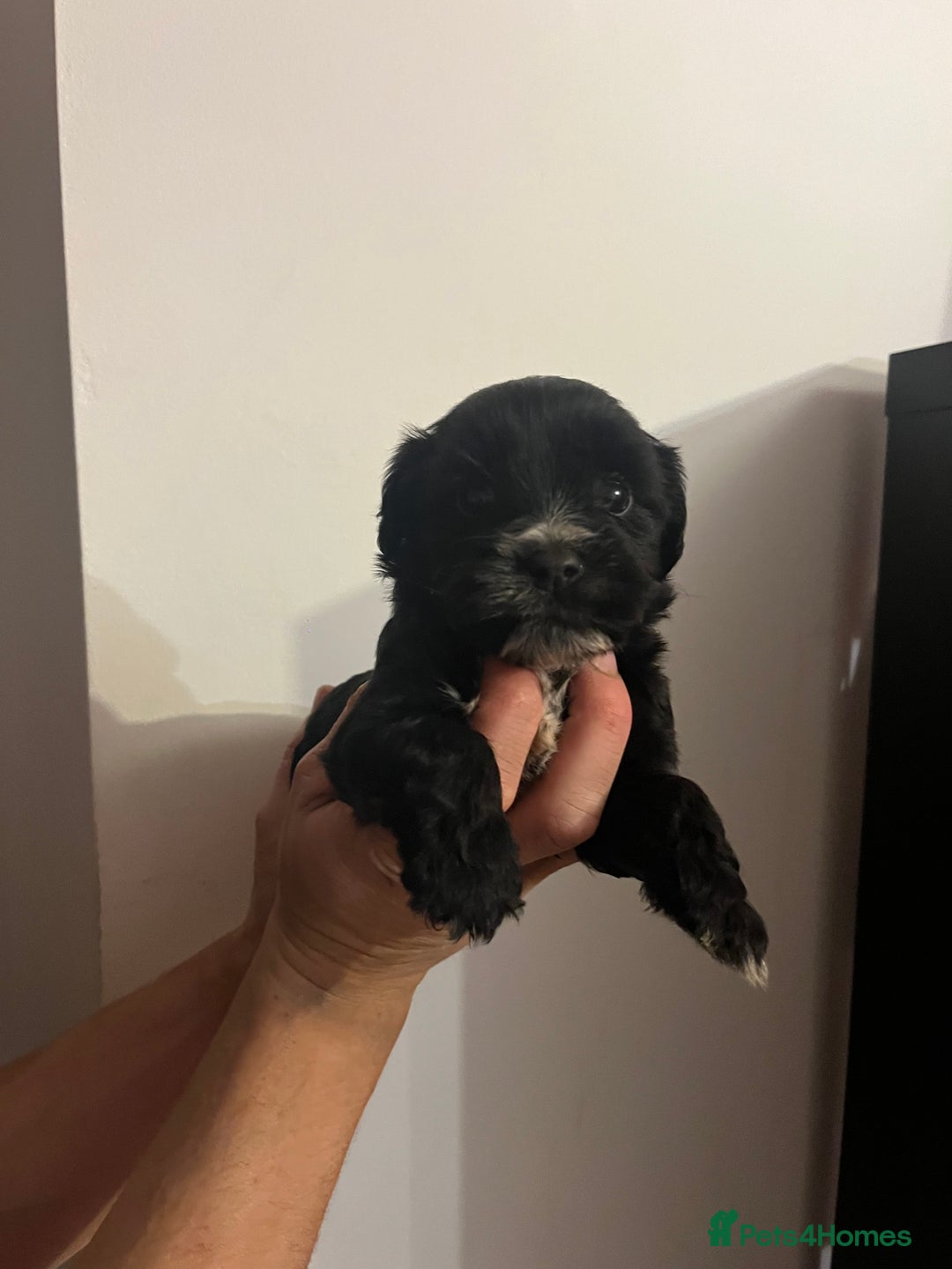 Jack Russell dogs for sale: JackRussell Puppy’s  - Image 7