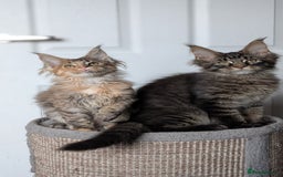 Maine Coon cats for sale: Maine coon kittens, Tica registered  - Image 30