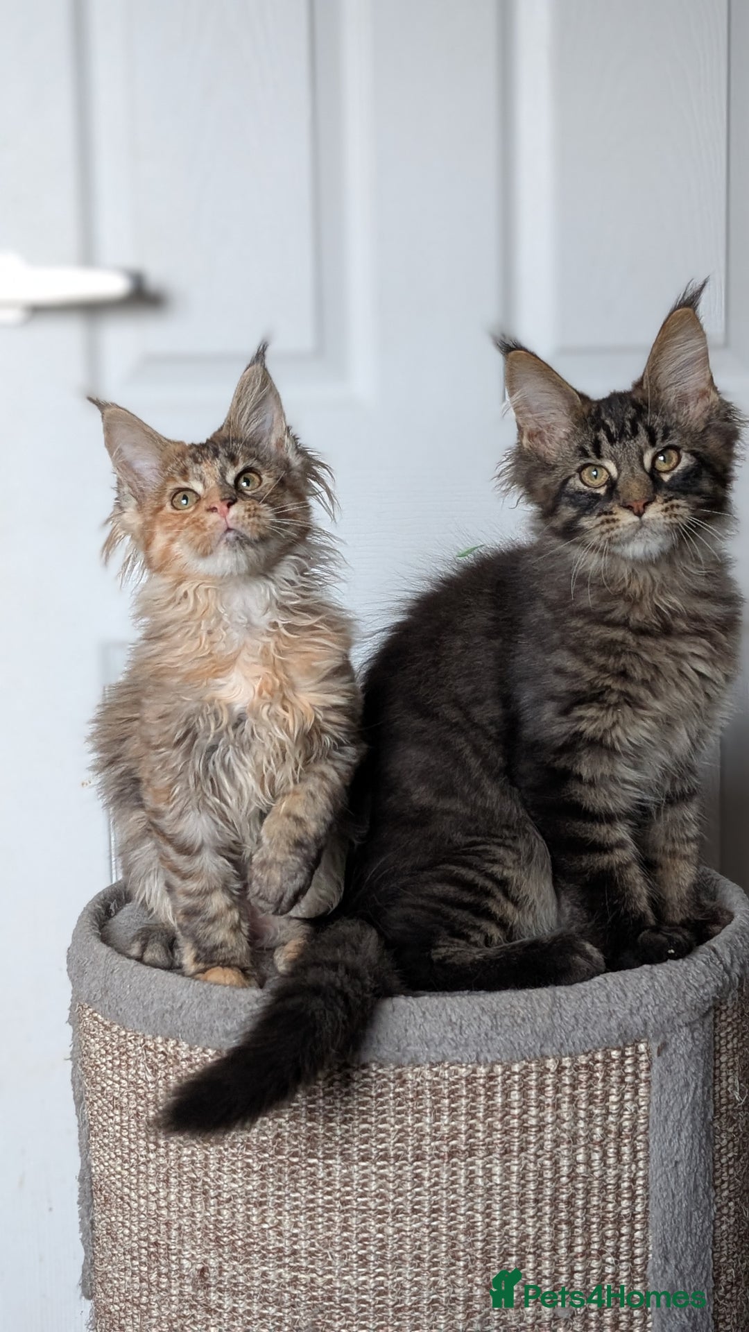Maine Coon cats for sale: Maine coon kittens, Tica registered  - Image 30