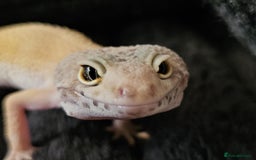 Leopard Gecko reptiles for sale: Lady for sale - Image 2