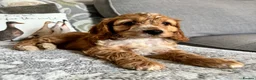 Cockapoo dogs for sale: Beautiful cockapoos - Advert 5